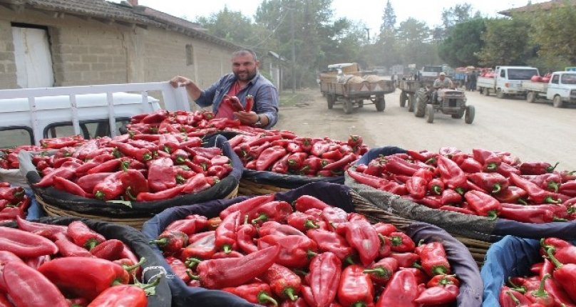 Bursa Yenişehir biberi tarlada 2, pazarda 10 lira!