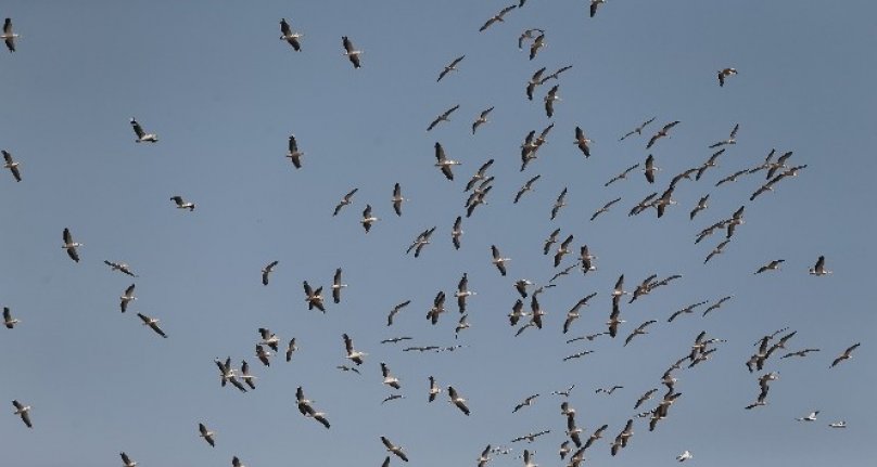 Ak pelikanların gökyüzündeki dansı havadan görüntülendi