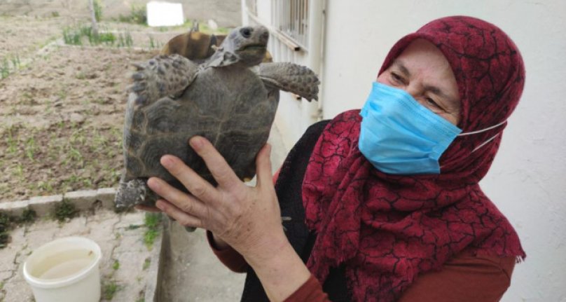 Kibrit kutusunda getirdi, 3 yıl terlik içerisinde büyüttü, şimdi evladı gibi seviyor