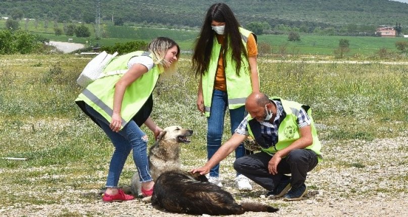 Bursa'da gönüllüler can dostları için yasağı deldi