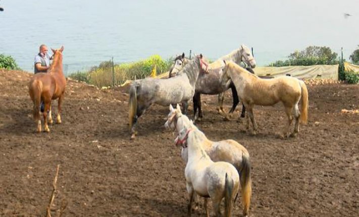 Kayıp atları savcılığa bildiren veteriner işleri müdürüne 'ihmal' soruşturması