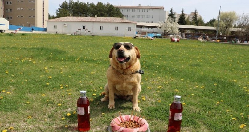 Jandarmanın gözbebeği 'Hisar' emekli oldu