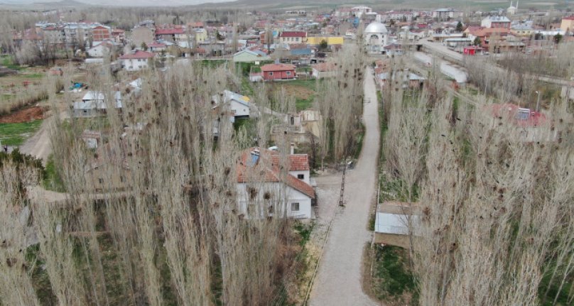 İstilacı kargalar mahallenin kabusu oldu!