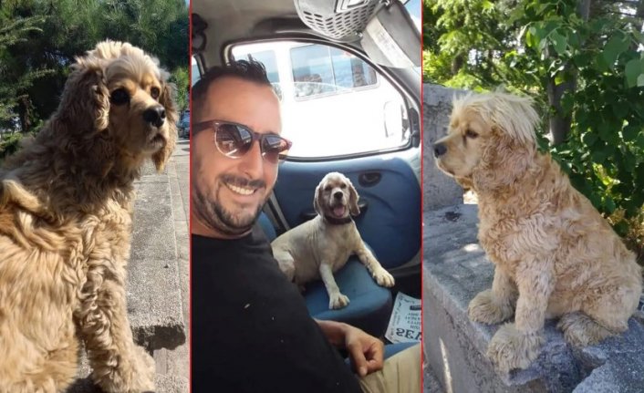 Bursa'da köpeği 6'ncı kez çalındı: Onsuz yaşayamam