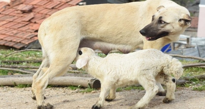 Bursa'da çoban köpeği, kuzuya süt annelik yapıyor