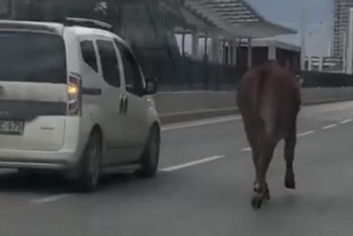 İpini koparan boğa Bursa trafiğinde koşturdu