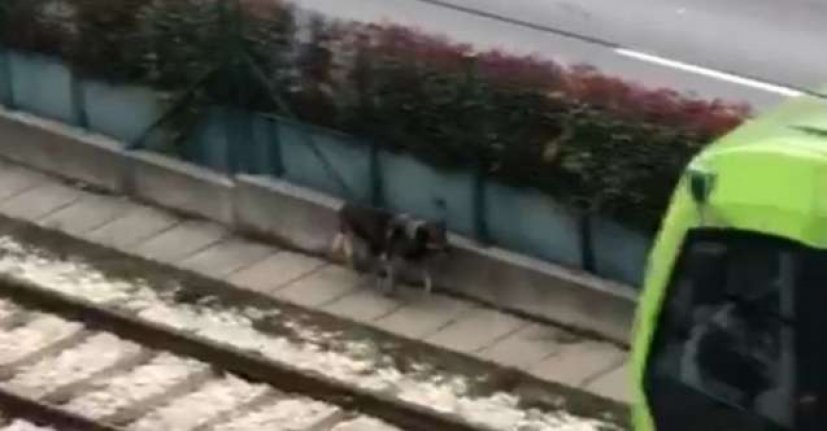 Bursa'da raylara giren davetsiz misafir tren seferlerinin durmasına neden oldu...