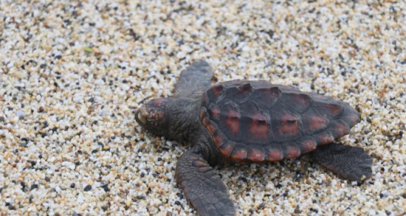 Fırtınada caretta carettalar sahile vurdu