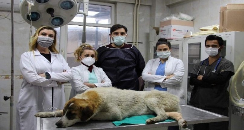 Bursa'da otomobilin çarptığı köpeği hayata döndürdüler