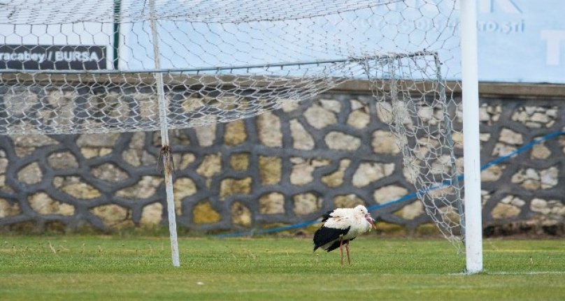 Binlerce kilometre geldi, Bursa'da stadyuma kondu!