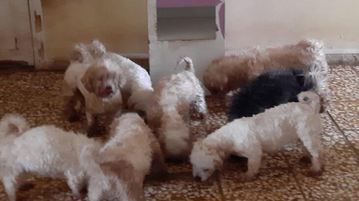 Bursa'da çiftlik evine köpek baskını! 23 köpek ele geçirildi