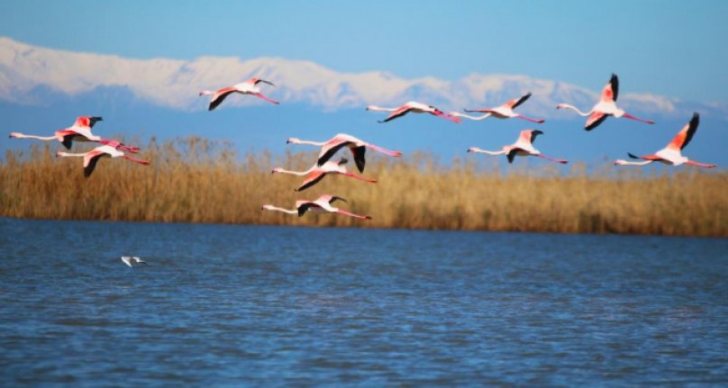 Flamingoların gökyüzü dansı