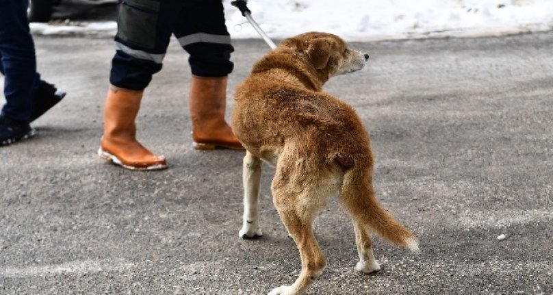 Osmangazi Belediyesi tümörlü köpeği sağlığına kavuşturdu