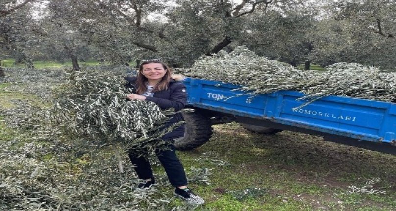 Bursalı ünlü oyuncu Burcu Kara babasının tarlasında zeytin dalı topladı