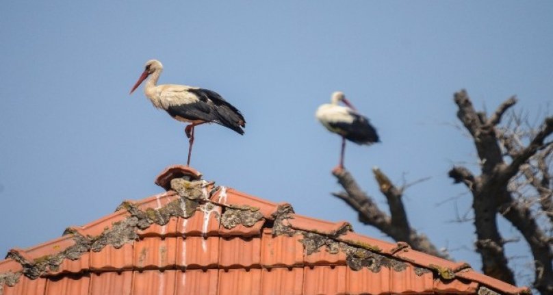 Türkiye'de leylek sürüleri görülmeye başlandı, doğa fotoğrafçıları heyecanlı