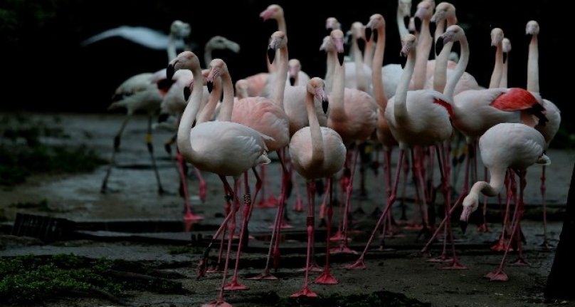 Bursa Hayvanat Bahçesi'ndeki flamingo ailesine 12 yeni üye