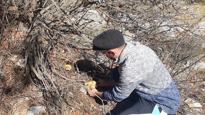 Yağmurdan sonra toplanıyor kilosu 40 TL'ye satılıyor