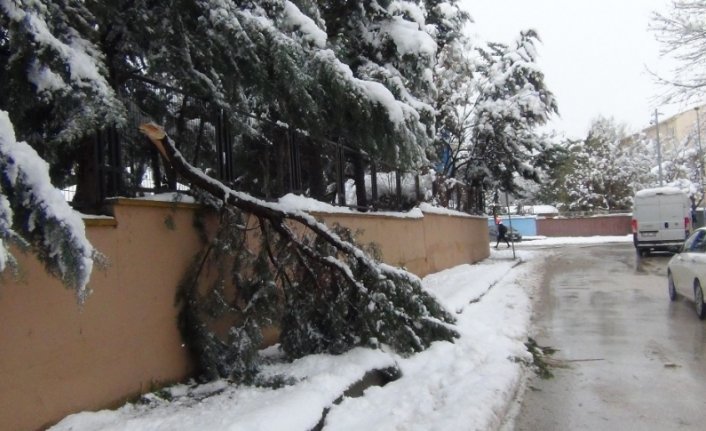 Bursa'da kar yağışına dayanamayan ağaçlar kırıldı