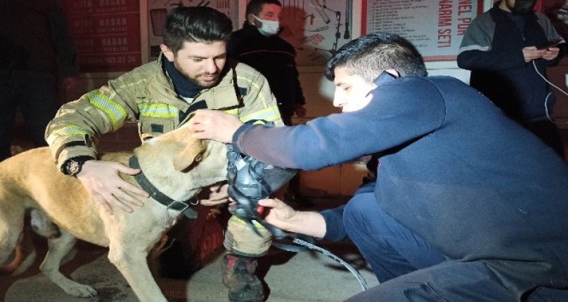 Bursa'da dumandan zehirlenen köpek, kalp masajıyla hayata döndürüldü