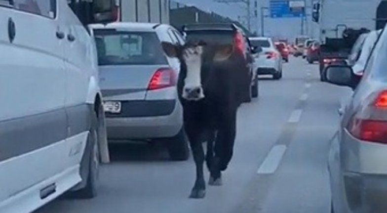 Bursa'da trafiğin ortasında koşan dana şok etti!