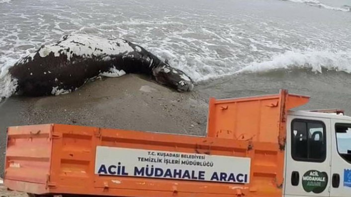 Kuşadası'nda panik yaratan görüntü! Acil müdahale aracı geldi