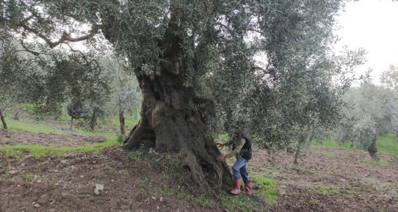 Bursa'da bin 500 yıllık zeytin ağacı şifa dağıtıyor