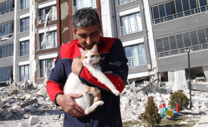 Ağır hasarlı binada mahsur kalan kedi kurtarıldı