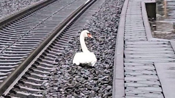 Eşinin 'yasını tutan' kuğu, tren seferlerine engel oldu