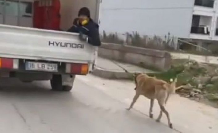 Bursa'da isyan ettiren görüntü! Köpeği böyle sürükledi