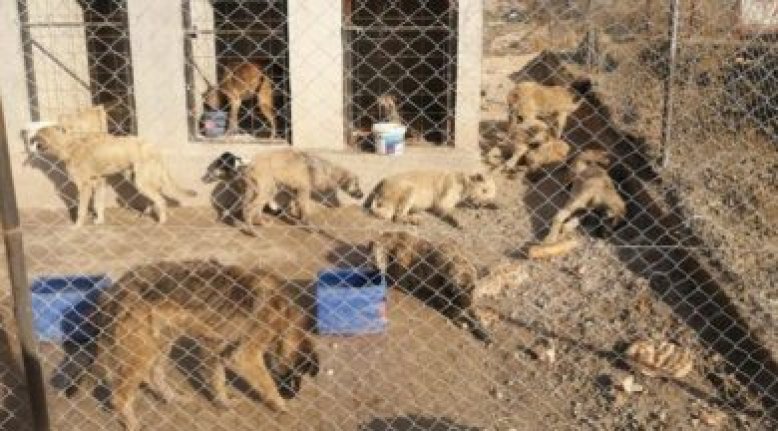 Akılalmaz olay! 29 köpek baygın halde bulundu