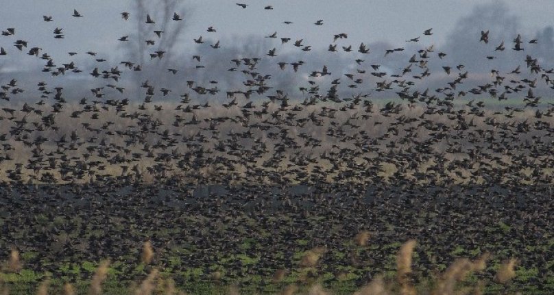 Bursa’da sığırcık kuşlarından görsel şölen