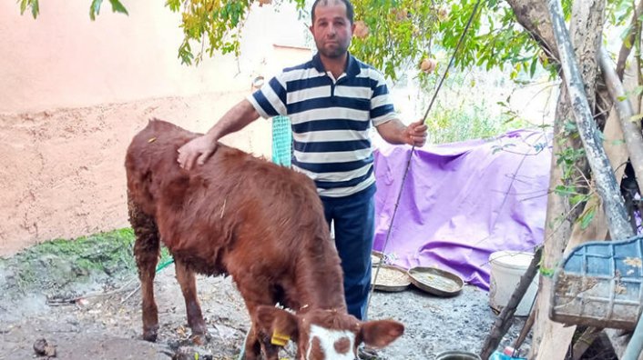 2 aylık buzağıya cinsel saldırı cezasız kaldı!