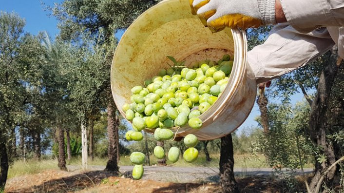 İklim değişikliği zeytini vurdu! Tahmini kayıp 145 bin ton