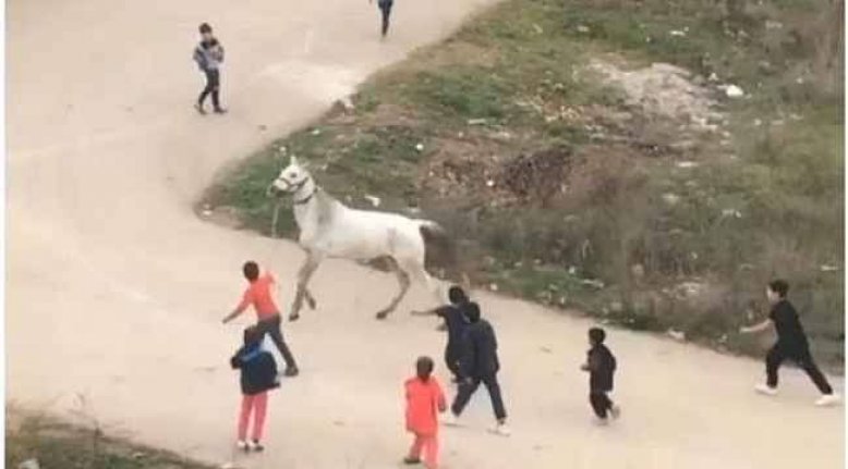 Bursa'da çocuklar yaralı atı böyle koşturdu