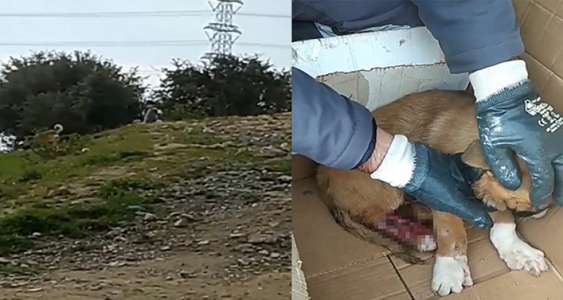 Sokak köpeğine akıl almaz eziyet!