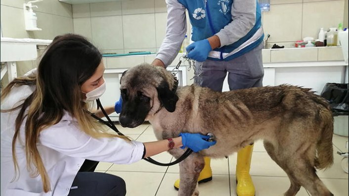 Terk edilen yaşlı köpeğe belediye sahip çıktı