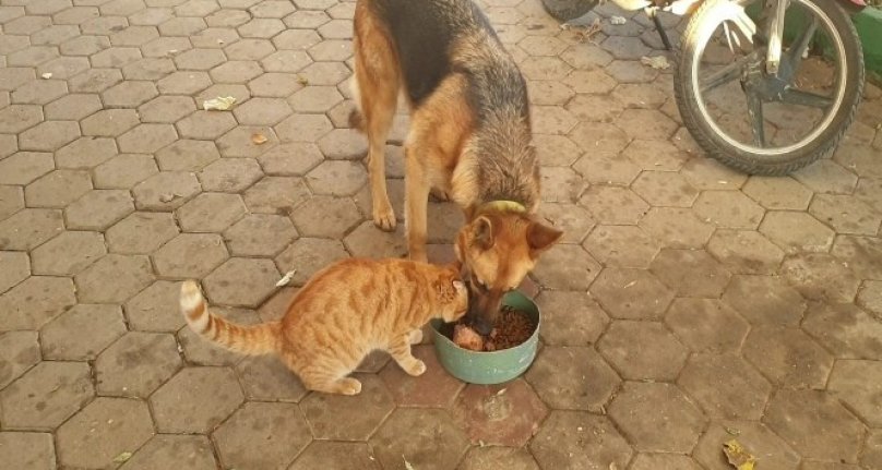 Bursa’da kedi ile köpeğin şaşırtan dostluğu