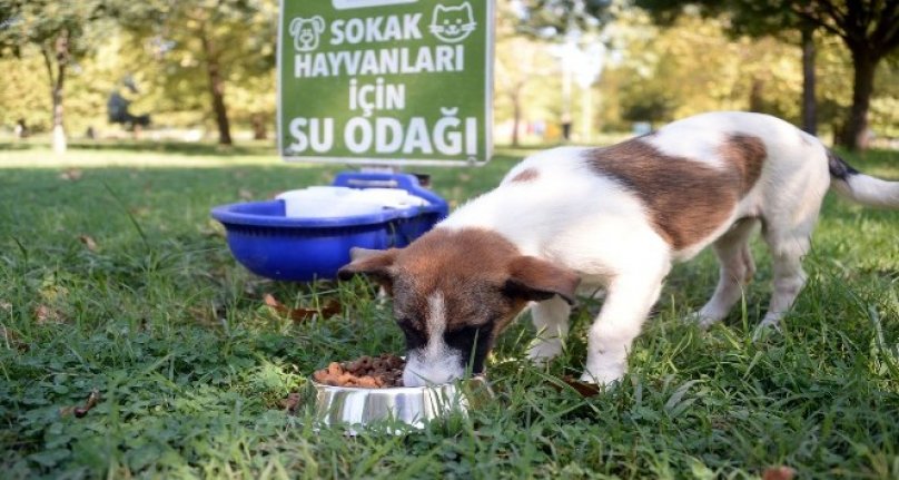 Bursa'da can dostlar güvenli ellerde