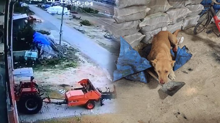 Sokak köpeğini öldüren şüpheli yakaalandı