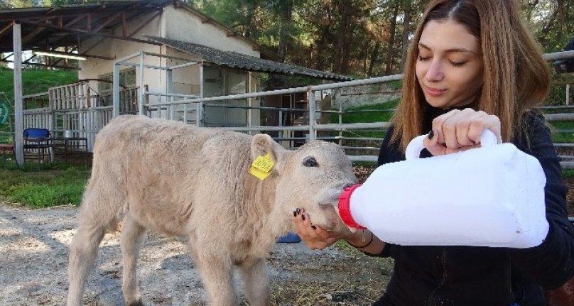 Bursa'da sütlü kahverengi buzağıyı görenler gözlerine inanamadı