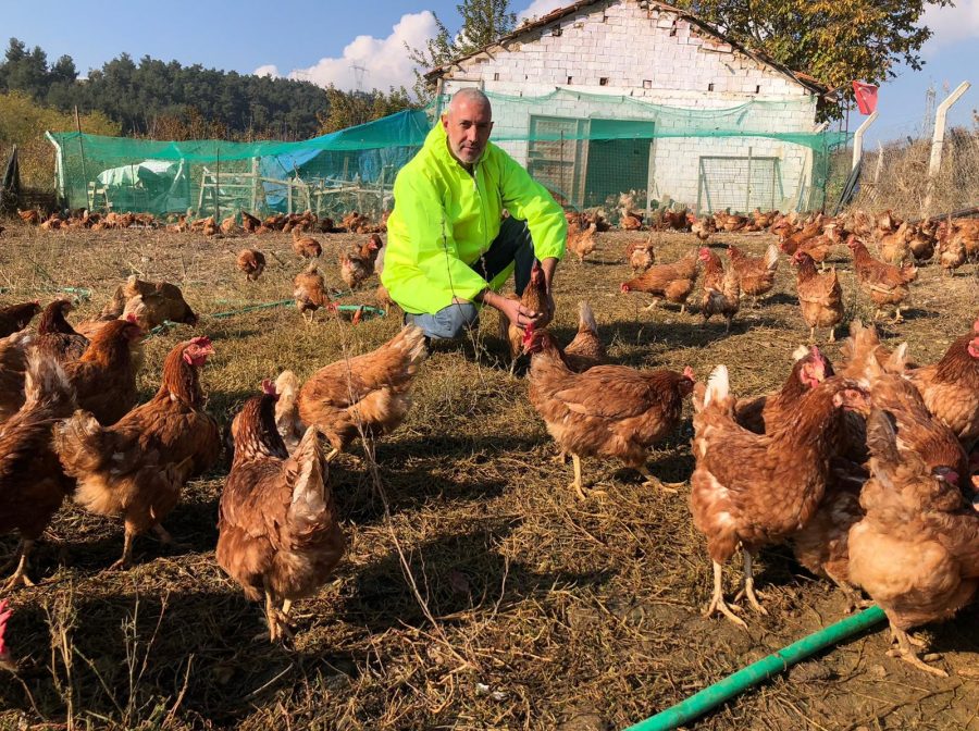 Bursa'da gezen tavuk yumurtalarına ilgi büyük