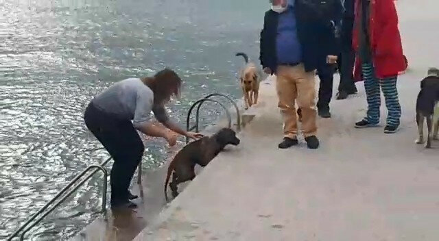 Kıyafetleri ile denize girip köpeği ölmekten kurtardı!