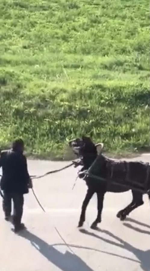 Bursa'da dehşet...Yükü çekmeyen ata eziyet etti