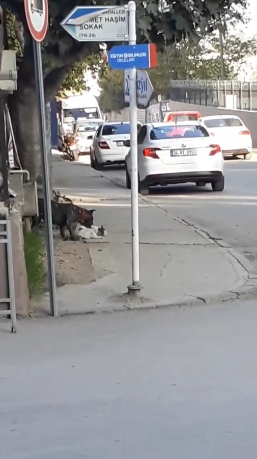 Bursa'da başıboş pitbull dehşet saçtı