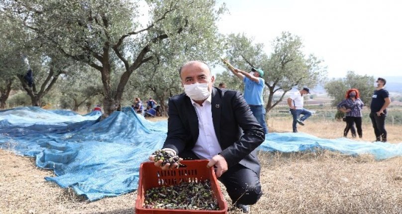 Bursa Mudanya Belediyesi'nden zeytin üreticisine destek