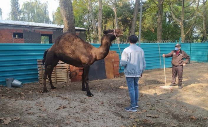 Bursa'da işkenceden kurtarılmıştı! Garip gerçek sahibine teslim edildi