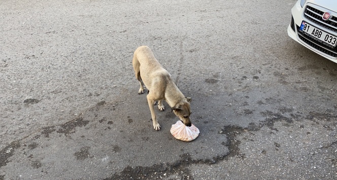 Köpekten annelik dersi!