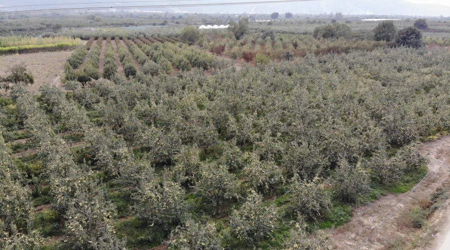 Bursa'da çürümeye terk edildiler