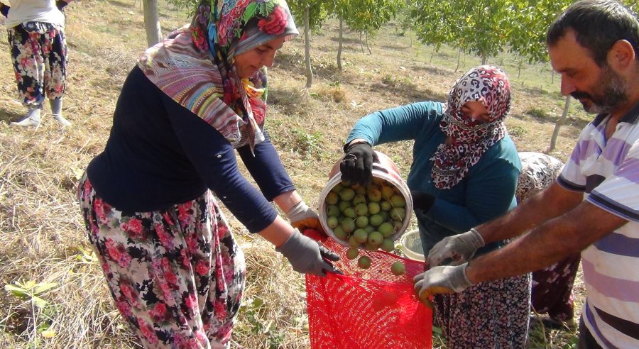 Bursa'da hasadı başladı!