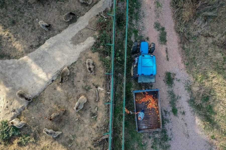 Bursa Ovakorusu'ndaki ayılar kışa hazırlanıyor